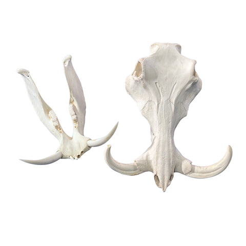 African Warthog Skull Real Wild Pig Skull - Size: About 15" X 12" X 8" Tusk 10"