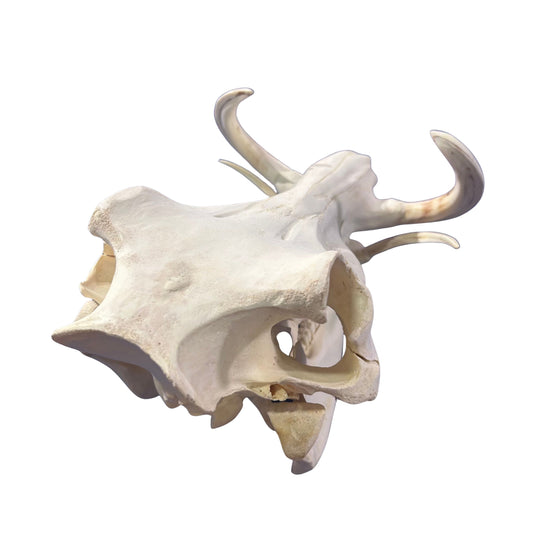 African Warthog Skull - Real Trophy Warthog Skull About 14 X 7 X7.5" - 7" tusks