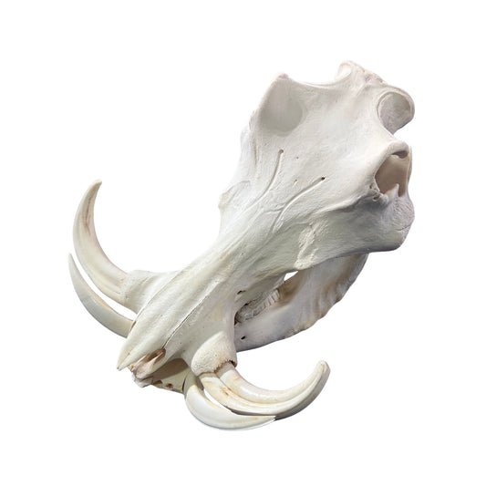 African Warthog Skull Real Wild Pig Skull - Size: About 14" X 12" X 8" Tusk 9"