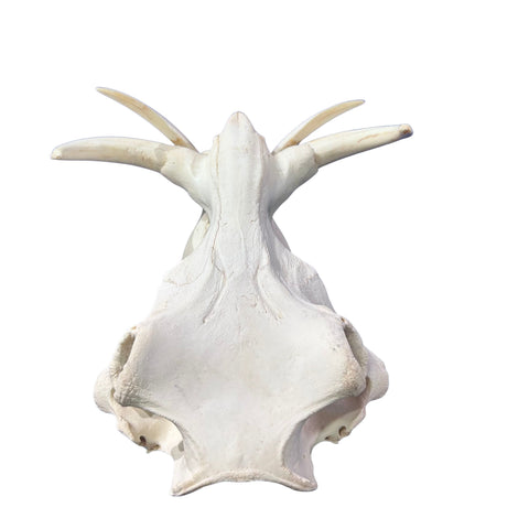 African Warthog Skull Real Wild Pig Skull - Size: About 15" X 12" X 8" Tusk 10"