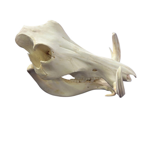 African Warthog Skull - Real Trophy Warthog Skull About 14 X 7 X7.5" - 7" tusks