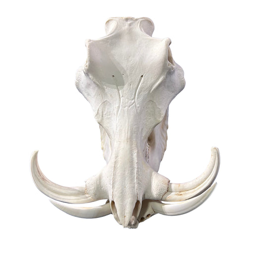 African Warthog Skull Real Wild Pig Skull - Size: About 14" X 12" X 8" Tusk 9"