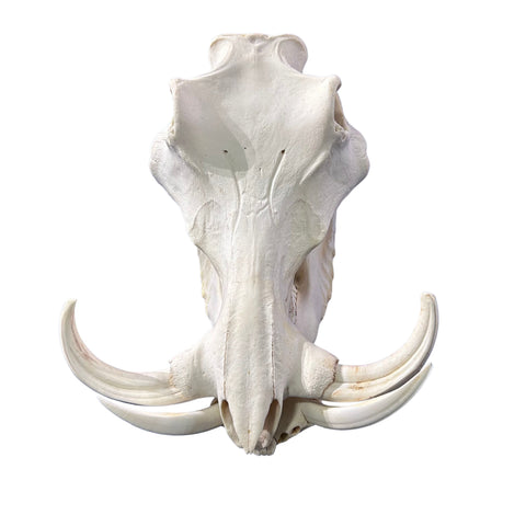 African Warthog Skull Real Wild Pig Skull - Size: About 14" X 12" X 8" Tusk 9"