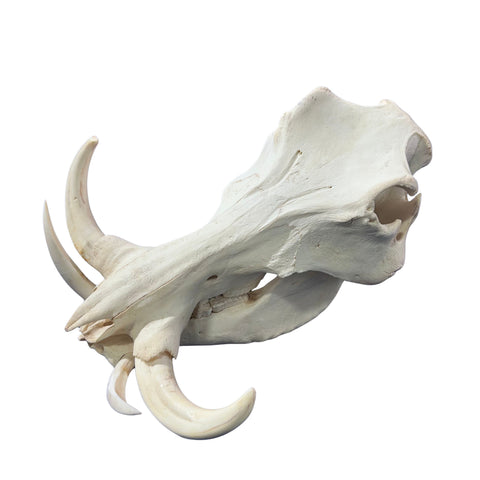 African Warthog Skull Real Wild Pig Skull - Size: About 15" X 12" X 8" Tusk 10"