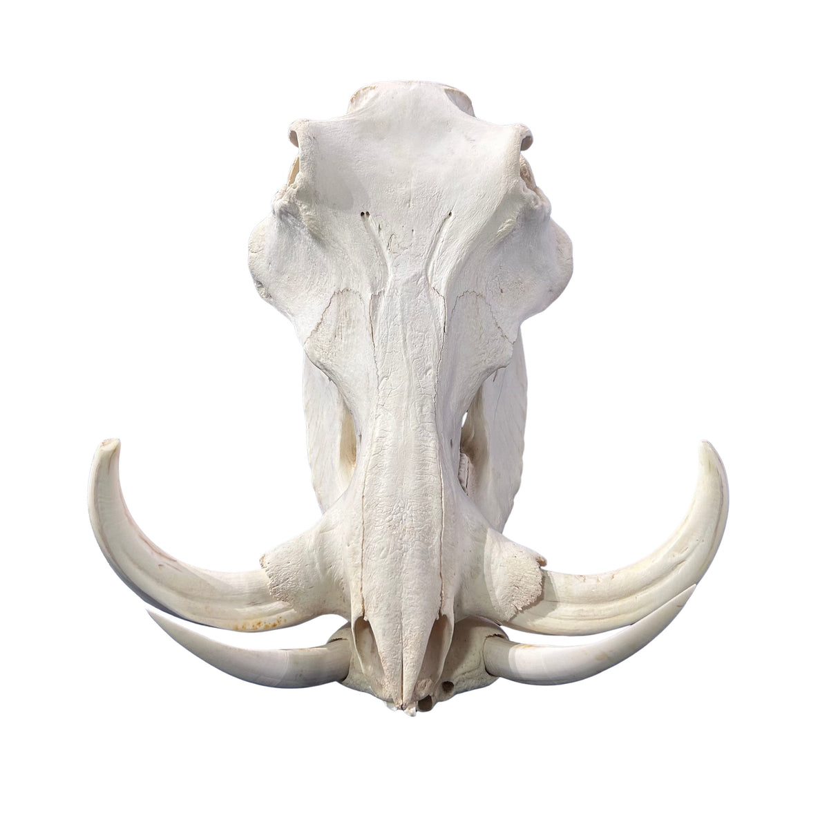 African Warthog Skull Real Wild Pig Skull - Size: About 15" X 12" X 8" Tusk 10"