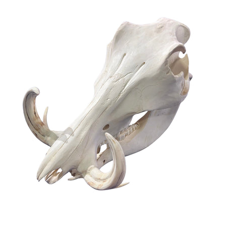 African Warthog Skull - Real Trophy Warthog Skull About 14 X 7 X7.5" - 7" tusks