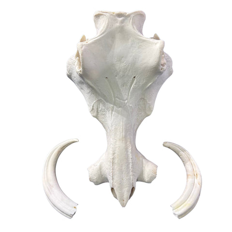 African Warthog Skull Real Wild Pig Skull - Size: About 14" X 12" X 8" Tusk 9"