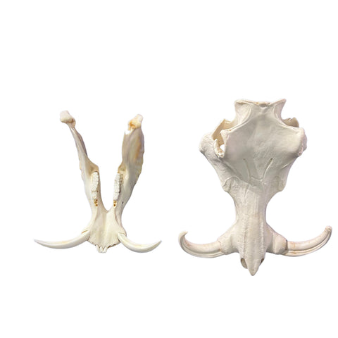 African Warthog Skull Real Wild Pig Skull - Size: About 14" X 12" X 8" Tusk 9"