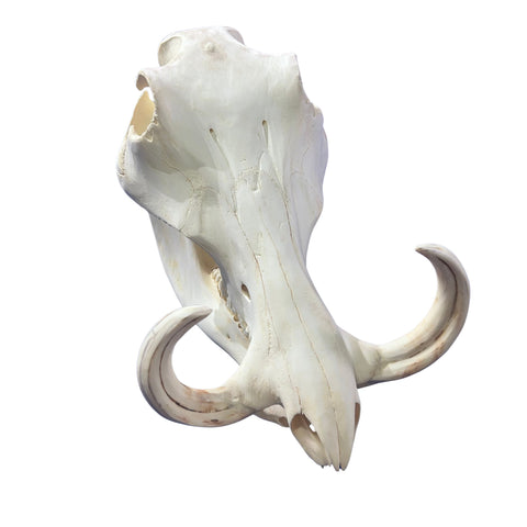 African Warthog Skull - Real Trophy Warthog Skull About 14 X 7 X7.5" - 7" tusks