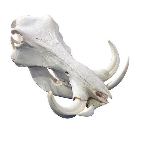 African Warthog Skull Real Wild Pig Skull - Size: About 15" X 12" X 8" Tusk 10"