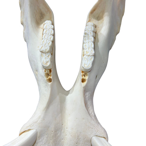 African Warthog Skull Real Wild Pig Skull - Size: About 14" X 12" X 8" Tusk 9"