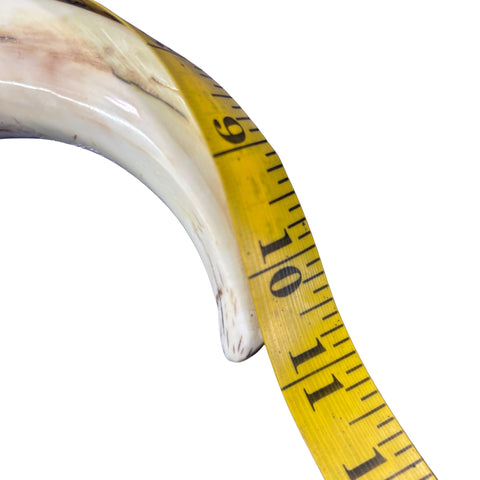 Warthog Tusk- 1 Genuine Polished Warthog Tusk - Size: Almost 11 inches