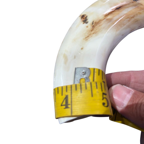Warthog Tusk- 1 Genuine Polished Warthog Tusk - Size: Almost 11 inches