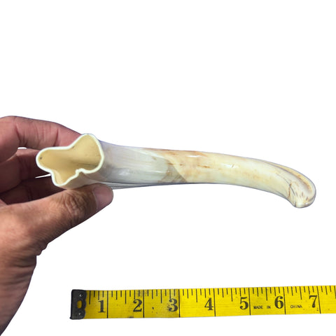 Warthog Tusk- 1 Genuine Polished Warthog Tusk - Size: Almost 11 inches
