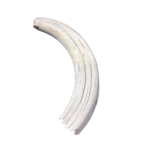 Warthog tusk, Pig Tusk, Natural Warthog Tusk -  1 tusk