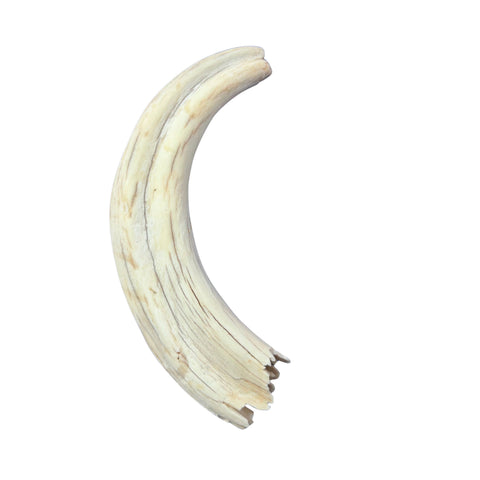 Warthog tusk, Pig Tusk, Natural Warthog Tusk -  1 tusk
