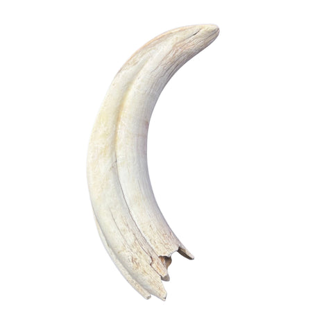 Warthog tusk, Pig Tusk, Natural Warthog Tusk -  1 tusk