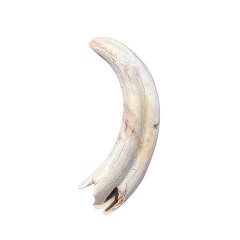 Warthog tusk, Pig Tusk, Natural Warthog Tusk -  1 tusk