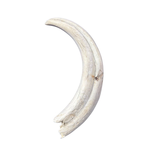 Warthog tusk, Pig Tusk, Natural Warthog Tusk -  1 tusk