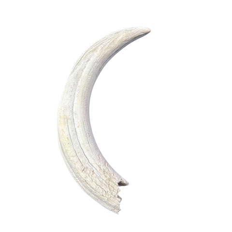 Warthog tusk, Pig Tusk, Natural Warthog Tusk -  1 tusk