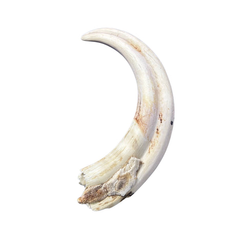 Warthog tusk, Pig Tusk, Natural Warthog Tusk -  1 tusk