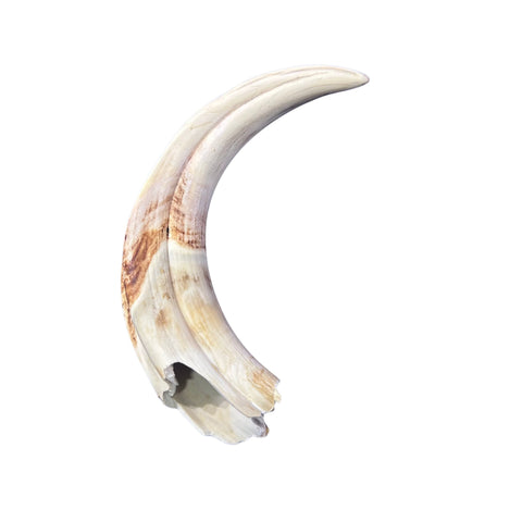 Warthog tusk, Pig Tusk, Natural Warthog Tusk -  1 tusk