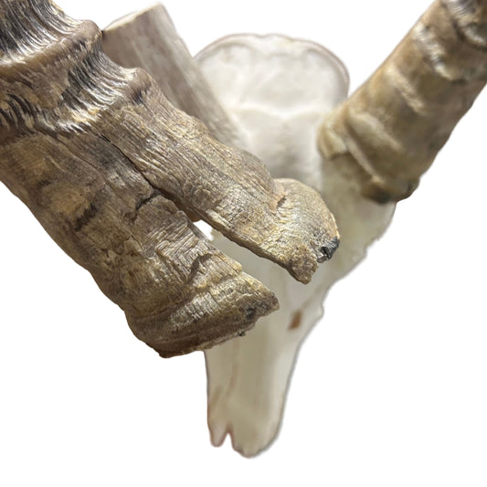 Waterbuck Skull - Real Waterbuck Antelope Skull with metal bracket Wall Art African Decor | 24L”X28DX21W" inches - Taxidermy Skull