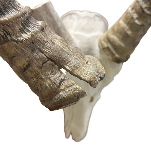 Waterbuck Skull - Real Waterbuck Antelope Skull with metal bracket Wall Art African Decor | 24L”X28DX21W" inches - Taxidermy Skull