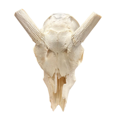 Waterbuck Skull - Real Waterbuck Antelope Skull with metal bracket Wall Art African Decor | 32”X18X19" inches Horns are 23 3/4 and 24" long