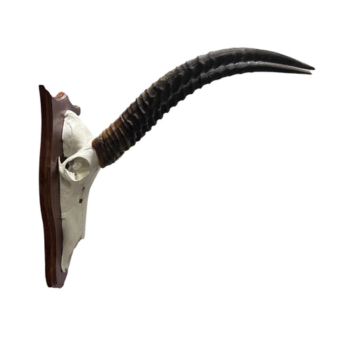 Waterbuck Skull - Real Waterbuck Antelope Skull with metal bracket Wall Art African Decor | 26”X25X11" inches - Taxidermy Skull