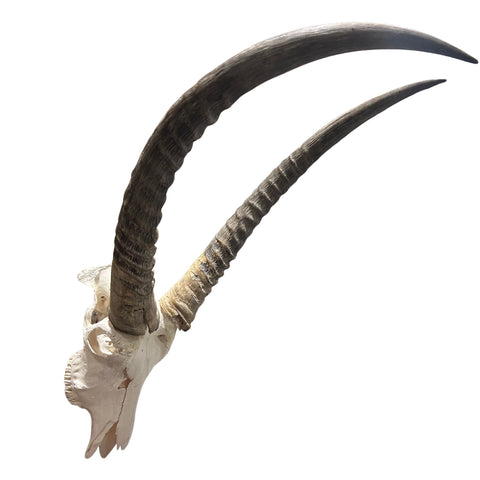 Waterbuck Skull - Real Waterbuck Antelope Skull with metal bracket Wall Art African Decor | 24L”X28DX21W" inches - Taxidermy Skull