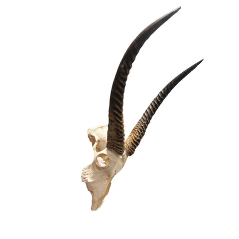 Waterbuck Skull - Real Waterbuck Antelope Skull with metal bracket Wall Art African Decor | 32”X18X19" inches Horns are 23 3/4 and 24" long