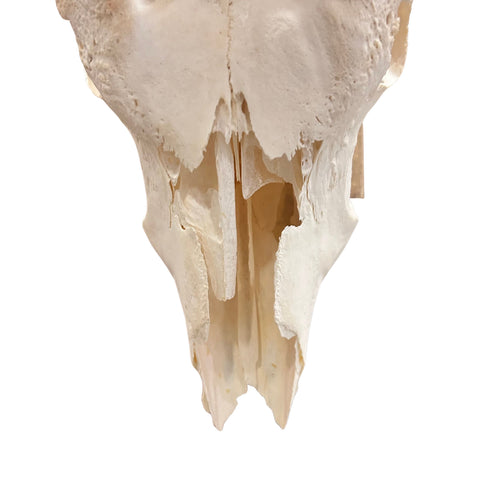 Waterbuck Skull - Real Waterbuck Antelope Skull with metal bracket Wall Art African Decor | 32”X18X19" inches Horns are 23 3/4 and 24" long