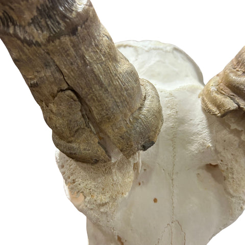 Waterbuck Skull - Real Waterbuck Antelope Skull with metal bracket Wall Art African Decor | 24L”X28DX21W" inches - Taxidermy Skull