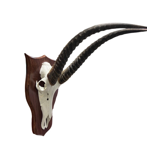 Waterbuck Skull - Real Waterbuck Antelope Skull with metal bracket Wall Art African Decor | 26”X25X11" inches - Taxidermy Skull