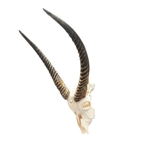 Waterbuck Skull - Real Waterbuck Antelope Skull with metal bracket Wall Art African Decor | 32”X18X19" inches Horns are 23 3/4 and 24" long