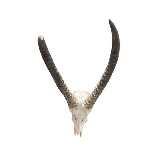 Waterbuck Skull - Real Waterbuck Antelope Skull with metal bracket Wall Art African Decor | 24L”X28DX21W" inches - Taxidermy Skull