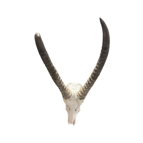 Waterbuck Skull - Real Waterbuck Antelope Skull with metal bracket Wall Art African Decor | 24L”X28DX21W" inches - Taxidermy Skull