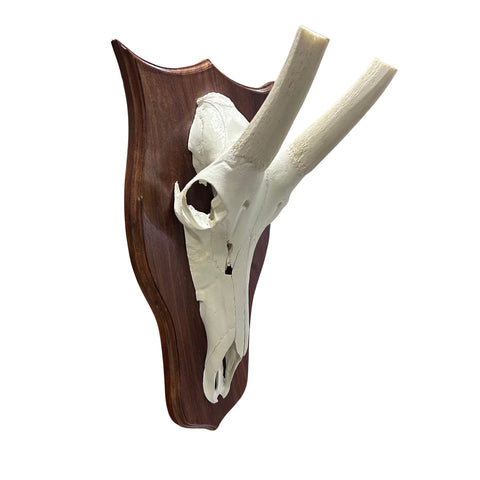 Waterbuck Skull - Real Waterbuck Antelope Skull with metal bracket Wall Art African Decor | 26”X25X11" inches - Taxidermy Skull