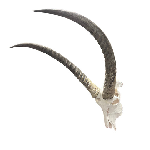 Waterbuck Skull - Real Waterbuck Antelope Skull with metal bracket Wall Art African Decor | 24L”X28DX21W" inches - Taxidermy Skull