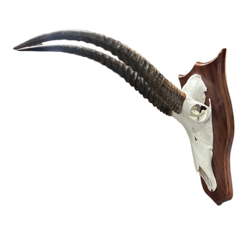 Waterbuck Skull - Real Waterbuck Antelope Skull with metal bracket Wall Art African Decor | 26”X25X11" inches - Taxidermy Skull