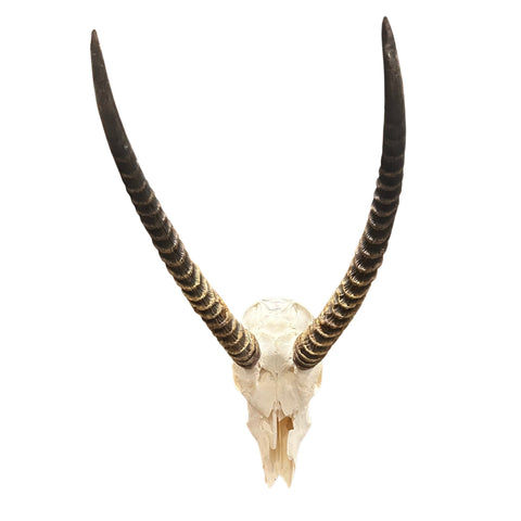 Waterbuck Skull - Real Waterbuck Antelope Skull with metal bracket Wall Art African Decor | 32”X18X19" inches Horns are 23 3/4 and 24" long