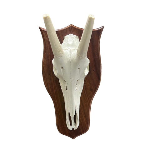 Waterbuck Skull - Real Waterbuck Antelope Skull with metal bracket Wall Art African Decor | 26”X25X11" inches - Taxidermy Skull