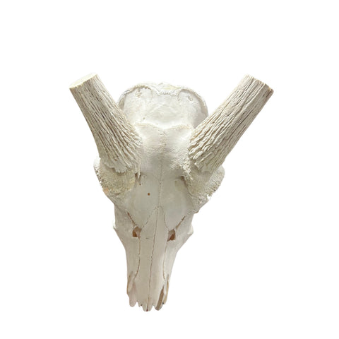 Waterbuck Skull - Real Waterbuck Antelope Skull with metal bracket Wall Art African Decor | 24L”X28DX21W" inches - Taxidermy Skull