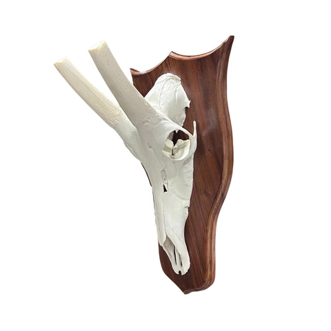 Waterbuck Skull - Real Waterbuck Antelope Skull with metal bracket Wall Art African Decor | 26”X25X11" inches - Taxidermy Skull