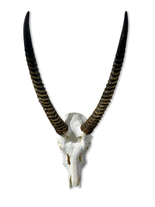 Animal Skull - Giant Waterbuck Skull Real African Antelope Horn + Skull (Horns are around 23.5 inches measured around the curvature)