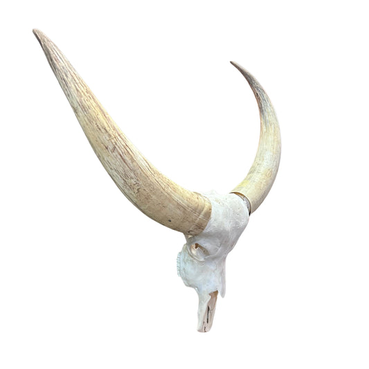 Watusi Skull Real Watusi Cattle Skull TAXIDERMY SKULL Bull Skull 40Lx27WX10D in