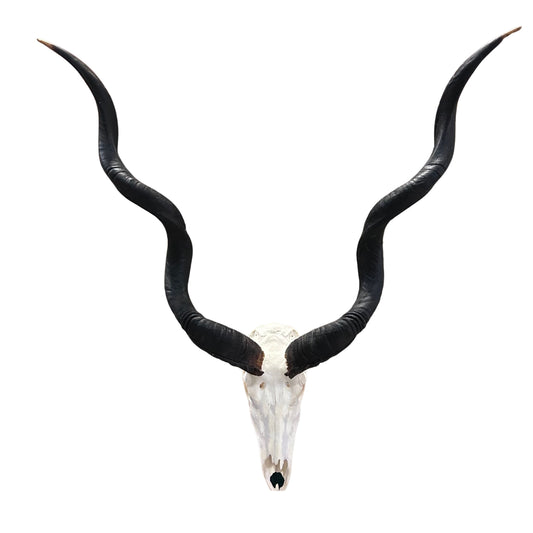 Real Kudu Skull - Real African Cape Kudu Antelope Skull - Horns are 45" long