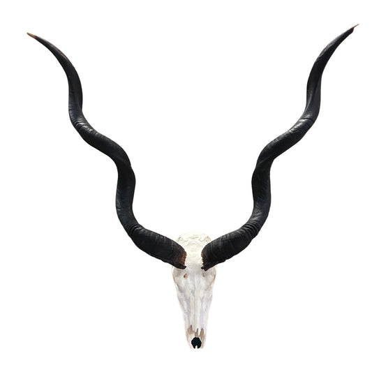 Real Kudu Skull - Real African Cape Kudu Antelope Skull - Horns are 45" long