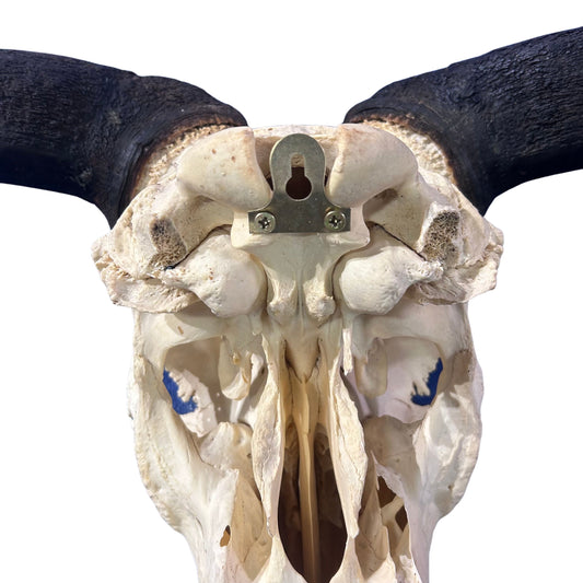 Huge Wildebeest Skull- Real Animal Skull - Gnu Skull Taxidermy Wall Art Horns Antlers Approximate Size: 25HX24WX6D - Blue Wildebeest Skull